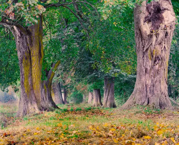 Ancient oak trunks in woodland, the kind of veteran tree protected around Sherwood Forest and Edwinstowe