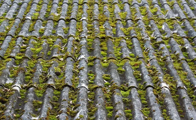 Heavy moss growth filling the flutes of interlocking roof tiles on a Mansfield house