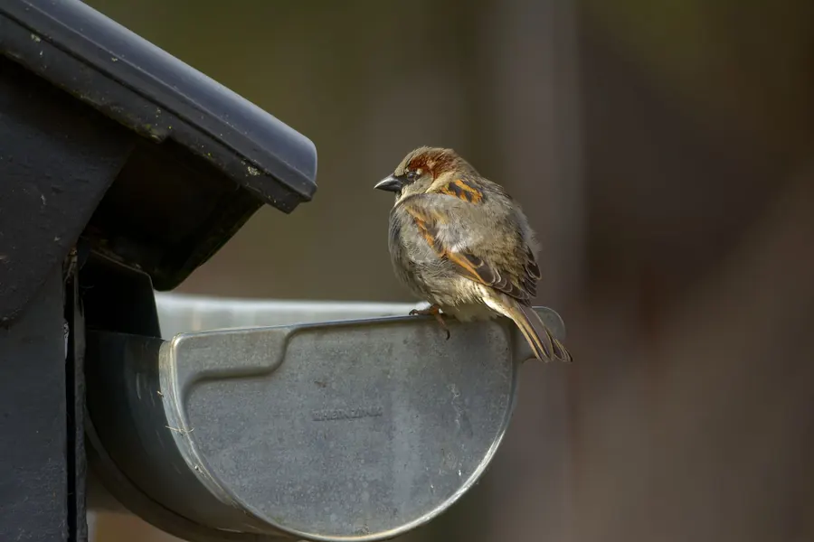 House sparrow perched on the edge of a half-round metal gutter beneath a roof edge, the kind of eaves nesting common in Mansfield soffits