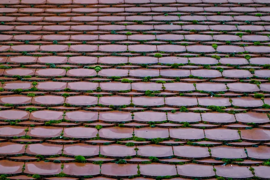 Close view of weathered clay plain tiles with moss growing in the joints on a 1930s semi roof in Mansfield