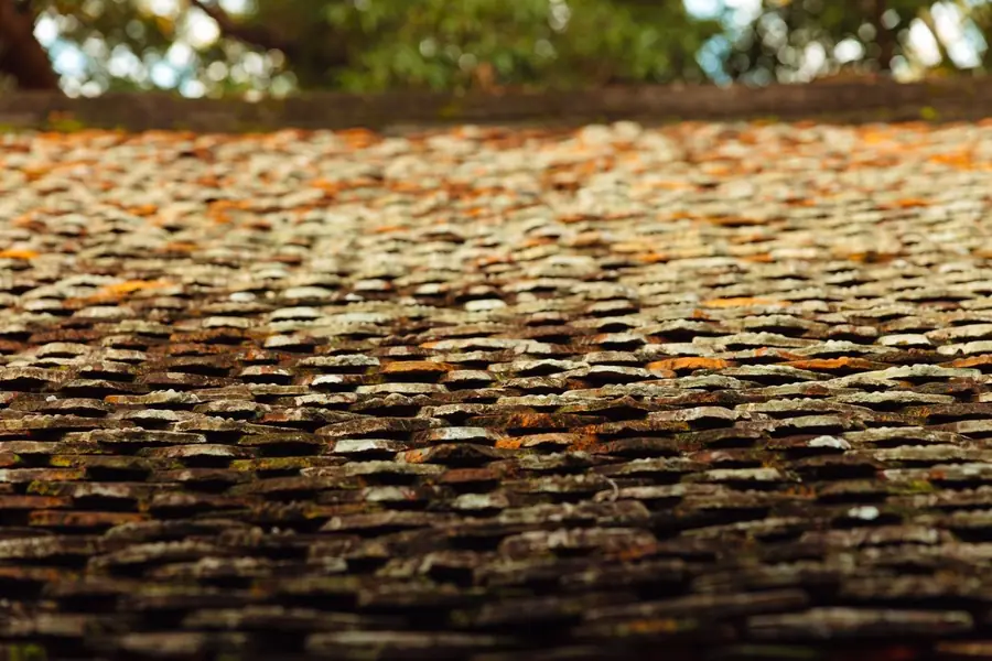 Orange and grey lichen spreading across old roof tiles of the kind found on Mansfield homes