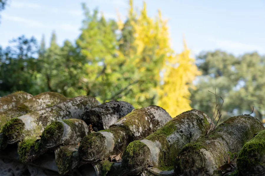 Thick moss growing on old curved roof tiles with tall trees behind
