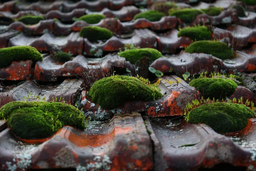Thick moss cushions growing between weathered clay roof tiles on an old roof