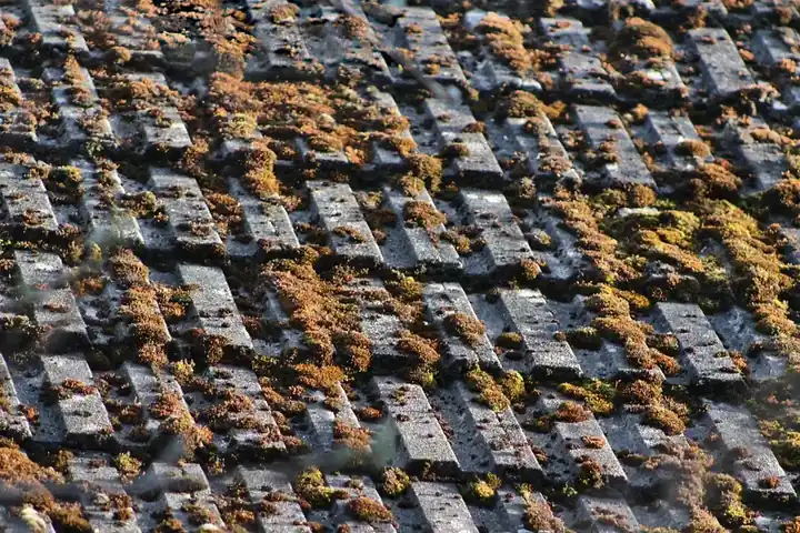 Close view of weathered grey concrete roof tiles with tufts of moss growing along every course