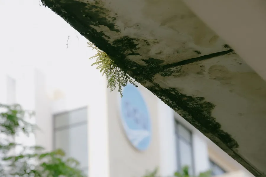 Moss growing along the edge of a roof and gutter, the kind of detail a homeowner can spot from the ground