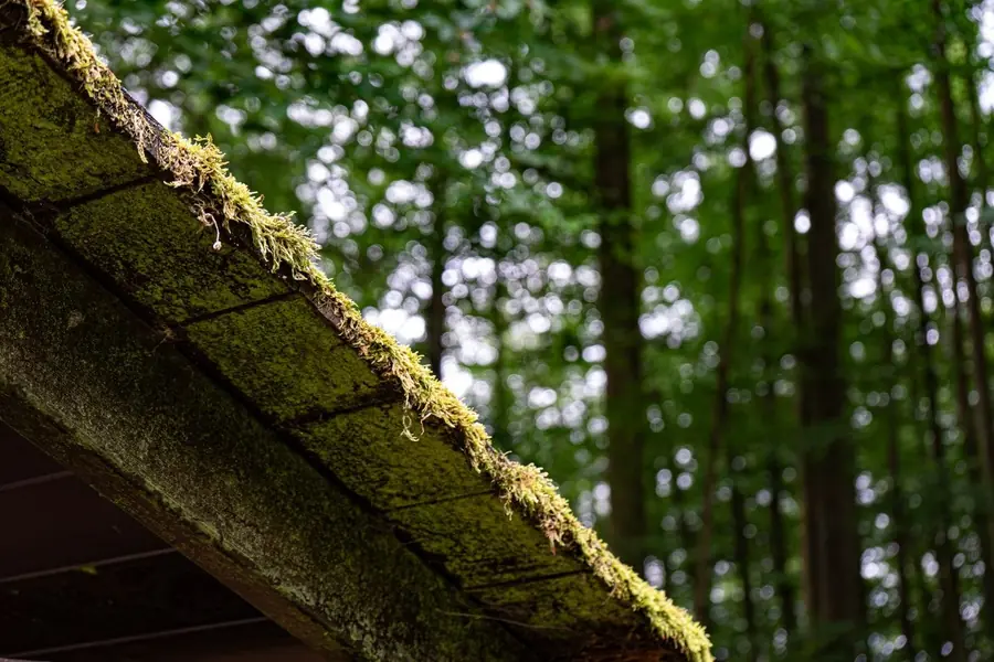 Moss growing thickly along a roof eaves edge below overhanging woodland trees near Mansfield
