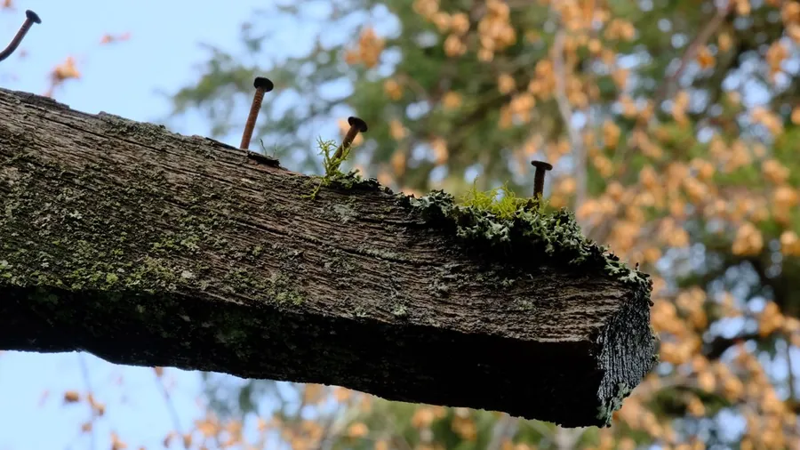 Old weathered timber with moss and rusted nails standing proud, the kind of fixing failure found on aged Mansfield roofs