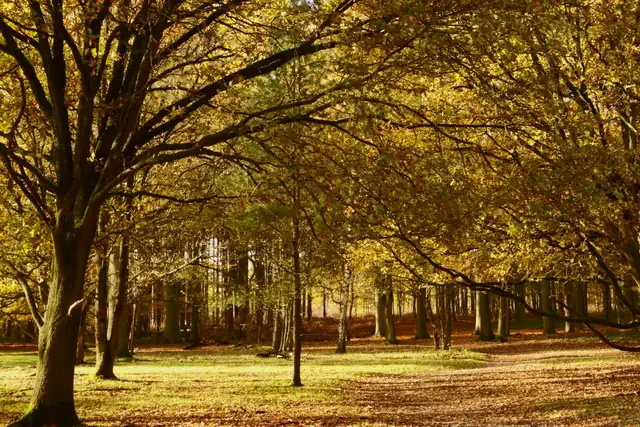 Broadleaf woodland in autumn with leaves turning, the kind of forest edge that surrounds houses in Edwinstowe and Ollerton