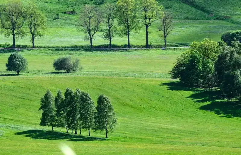 Line of young trees leaning in the wind across open green countryside