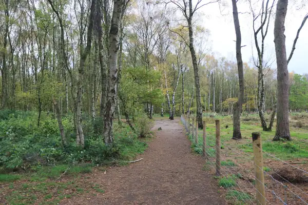 Earth footpath through open woodland of birch and young trees beside a post-and-wire fence