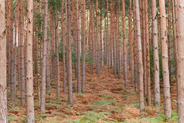 Straight rows of tall pine trunks over a bracken floor in autumn, the kind of forest found around Blidworth