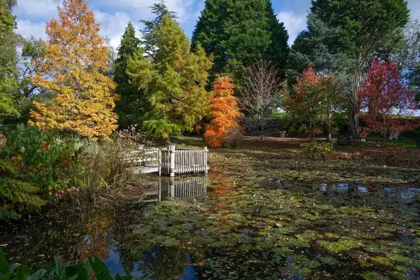 Woodland pond surrounded by autumn trees in England, a scene like the walks around Vicar Water near Clipstone