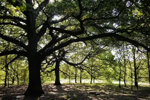 Broad old oak tree with spreading branches in sunlit English woodland, the kind of ancient oak found in Sherwood Forest beside Edwinstowe