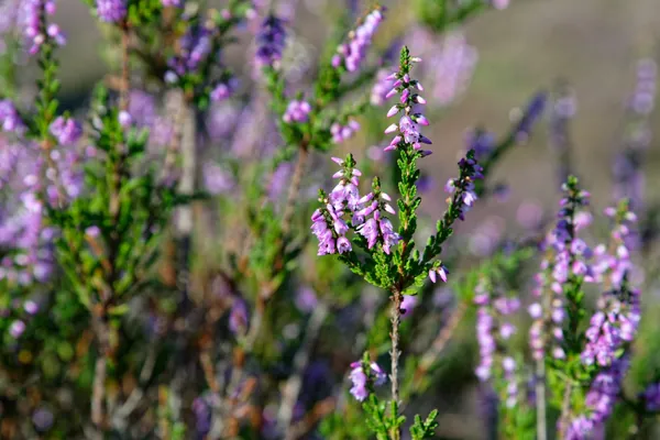 Close view of purple heather in flower on open heathland