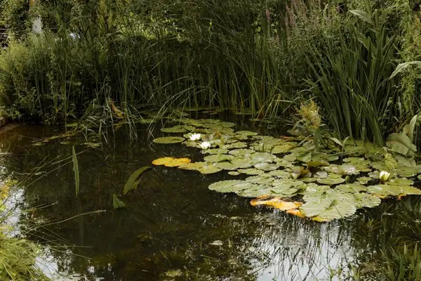Quiet pond with water lilies and tall reeds, similar to the ponds at a Forest Town nature reserve
