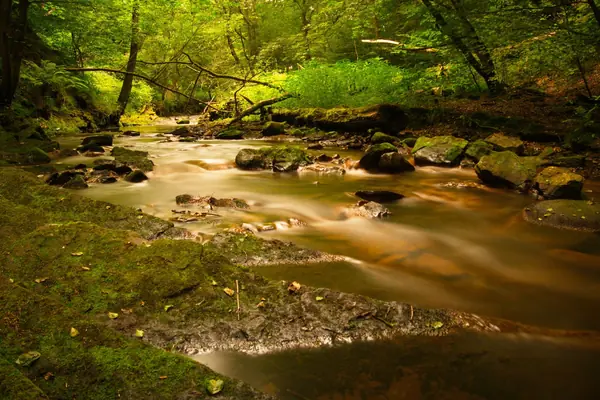 Shallow river running over stones through green woodland, the kind of riverside walk found below Forest Town