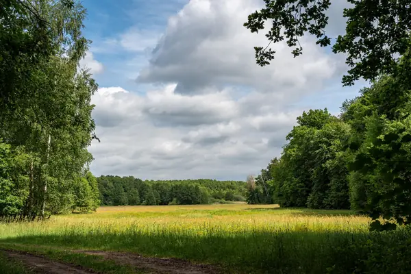 Open grassland with a mown path running between birch and oak woodland under a cloudy summer sky