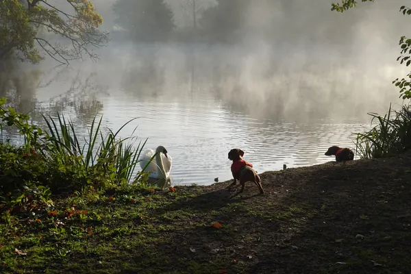 Misty morning on a woodland lake with a swan near the bank and two dogs in coats watching from the shore