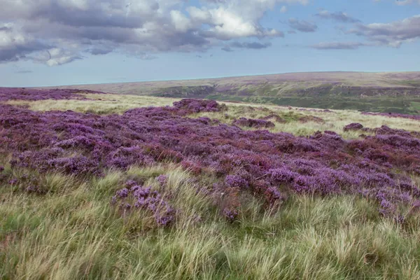 Purple heather in bloom across open heathland under a cloudy English sky, the kind of habitat protected at Rainworth Heath