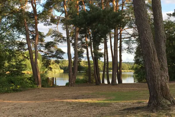Calm water seen through tall pine trunks on a sandy woodland bank in England, similar to the walks around Rainworth Water