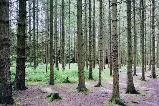 Straight rows of tall conifer trunks in a managed English forest with a green woodland floor, like the plantations at Sherwood Pines near Rainworth