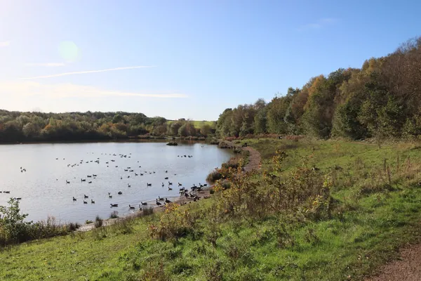 Geese on a lake fringed with autumn trees and rough grassland in an English country park, similar to Brierley Forest Park in Sutton-in-Ashfield