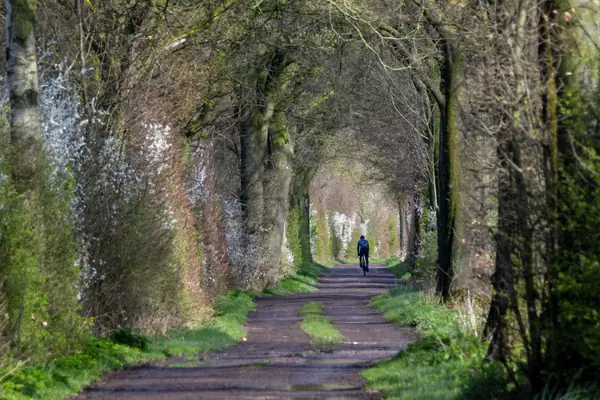 A cyclist on a long straight tree-lined path in spring, the kind of former railway trail found near Sutton-in-Ashfield