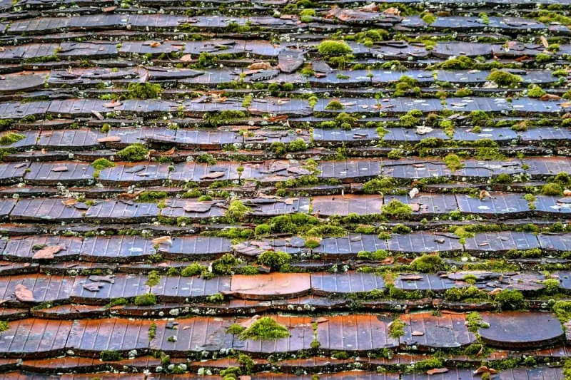 Moss growing across old roof tiles on a Mansfield house